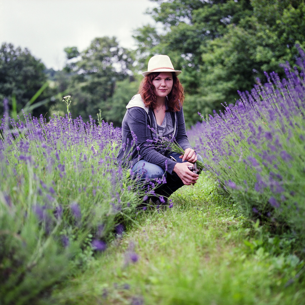 Pick your own lavender - Hasselblad 500C/M Carl Zeiss Planar 80m