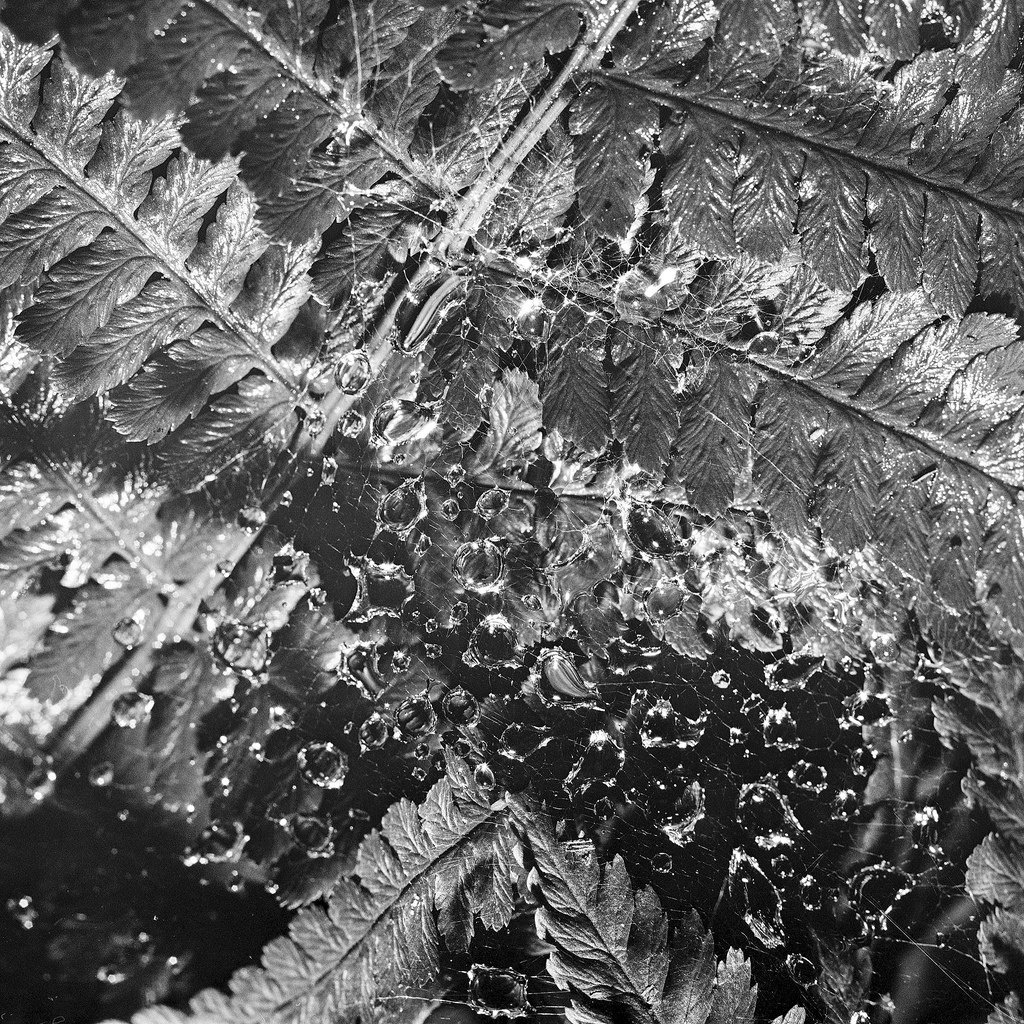 raindrops on fern - Hasselblad 500C/M Carl Zeiss Planar 80mm f/2