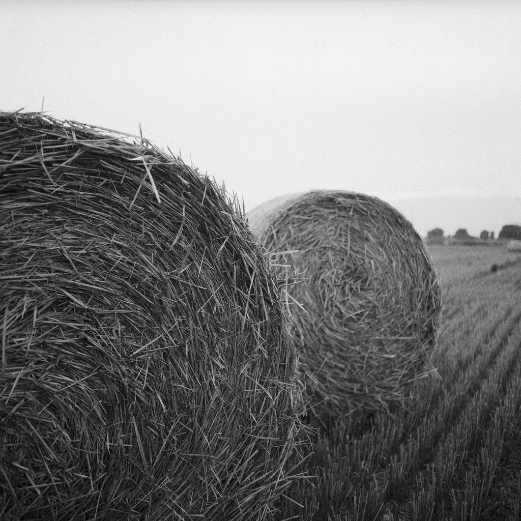 Hay rolls / Szalmabálák - Hasselblad 500C/M Distagon 50mm f4 C S