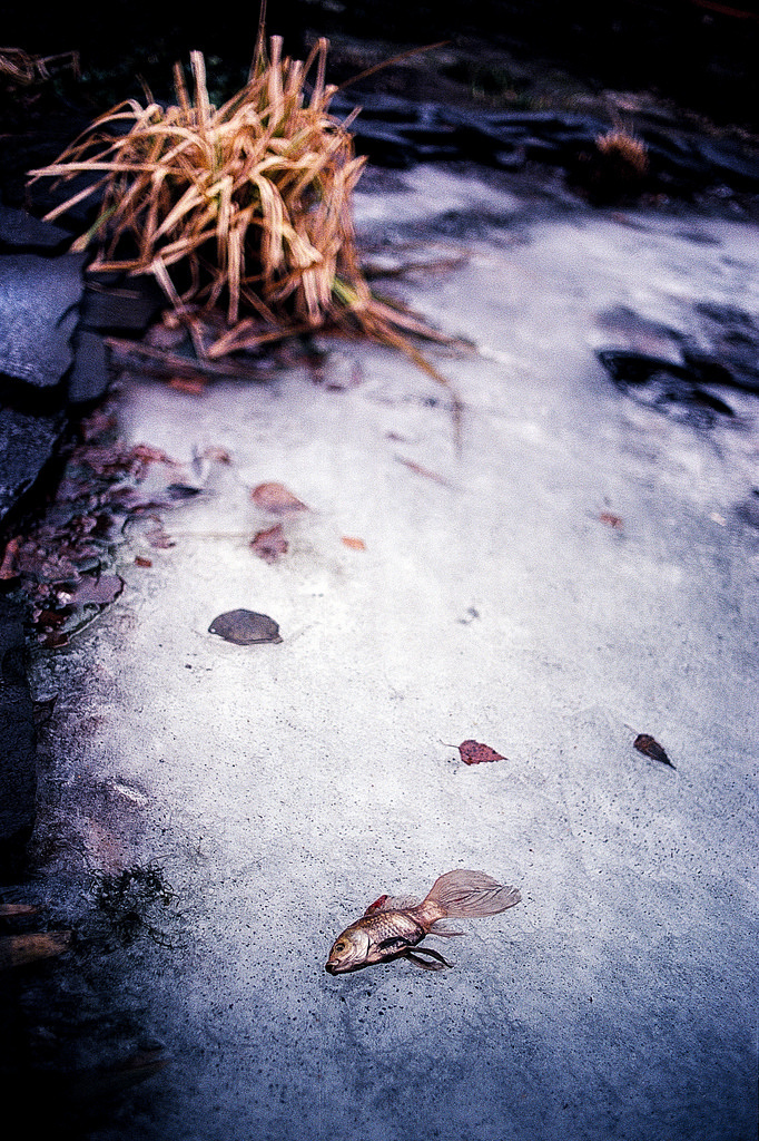 make a cold wish - Minolta X700 Minolta Rokkor 35mm 1.8 Kodak Ek