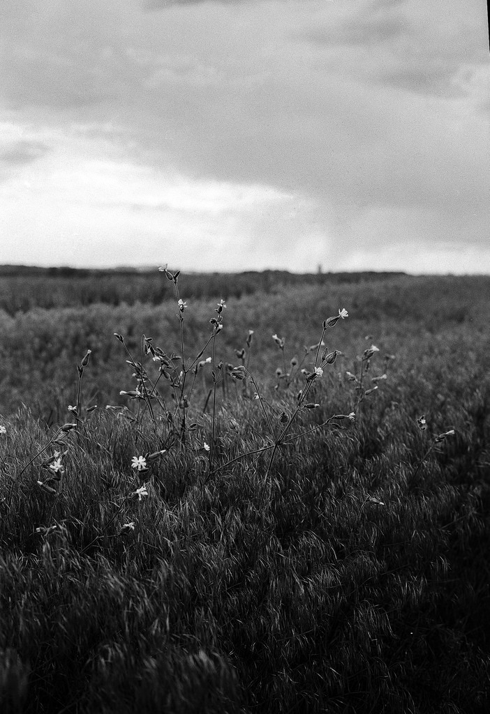 meadow - Fuji GW690III 6x9 Professional Fomapan 100 developed wi