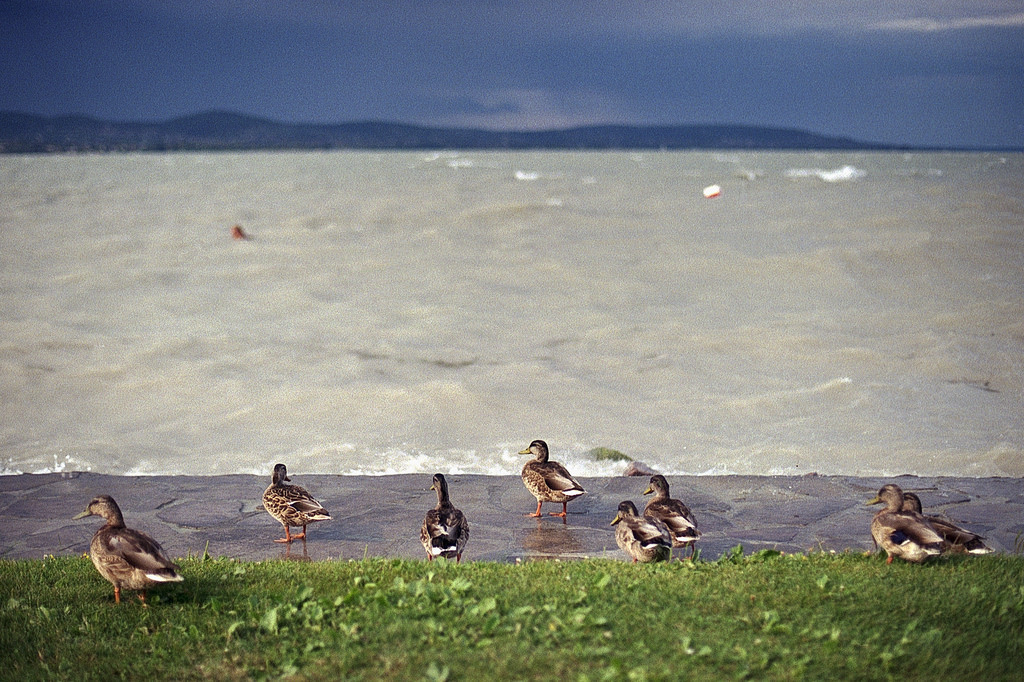 Ducks at the stromy Balaton - Canon EOS 5 Canon 50mm f/1.4 Fuji 