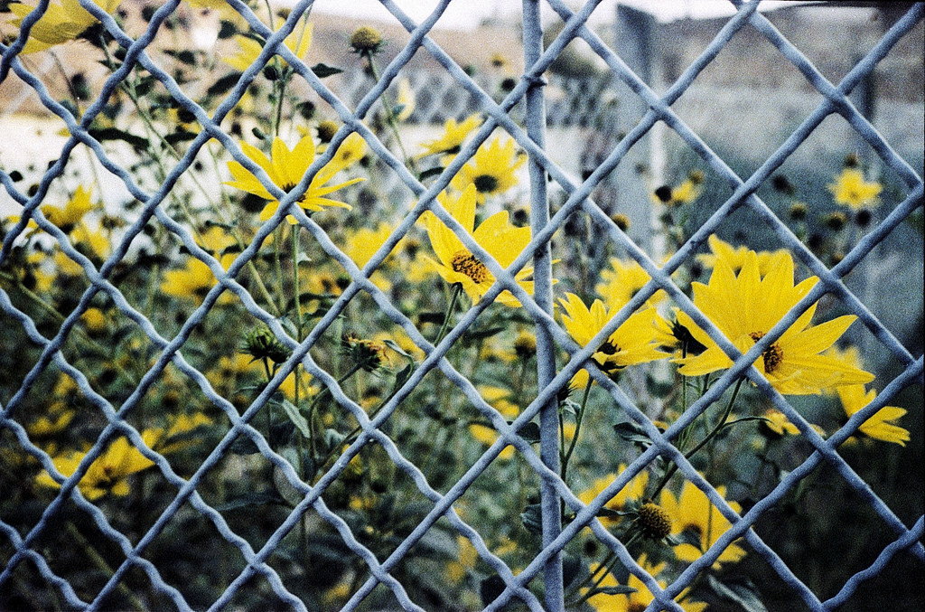 behind grid - Olympus Mju II Fuji Sensia 100 expired in 2006 cro