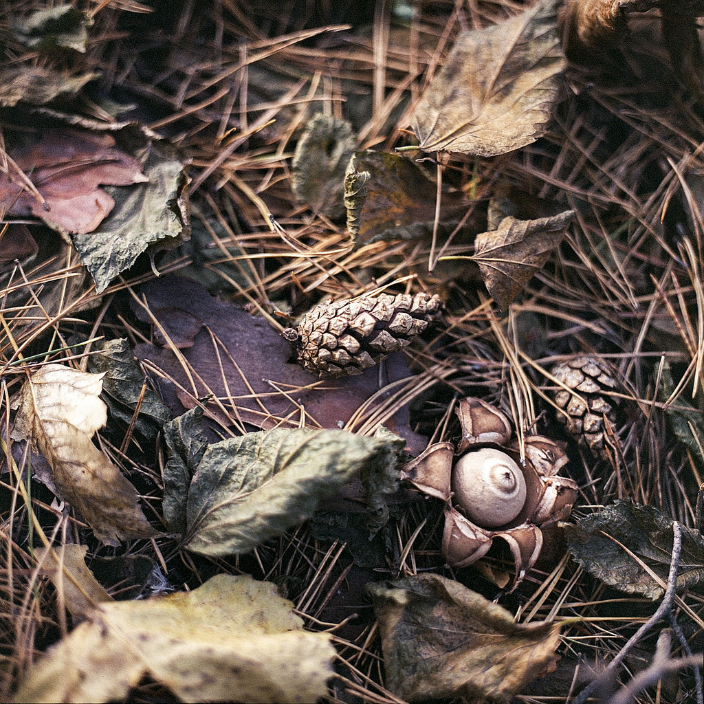 Earthstar - Geastrum fimbriatum - Erdei csillaggomba - fringed e