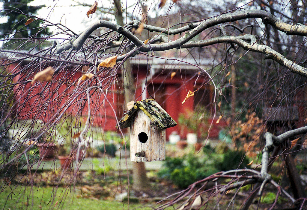 birdfeeder - Canon Top Twin point and shoot Fuji C200