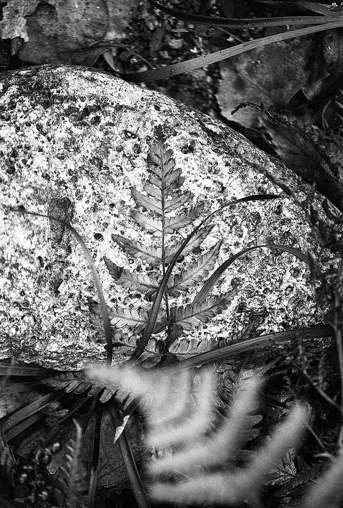 ferns - Minolta 7000 AF Minolta 70-210 f4 'beercan' Ilford HP5+ 