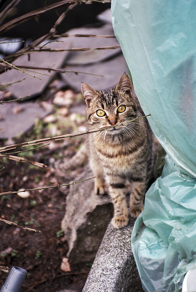 what!? - Minolta Dynax 7 Minolta 28-85mm 'beercan' 85mm 1/80 f4.