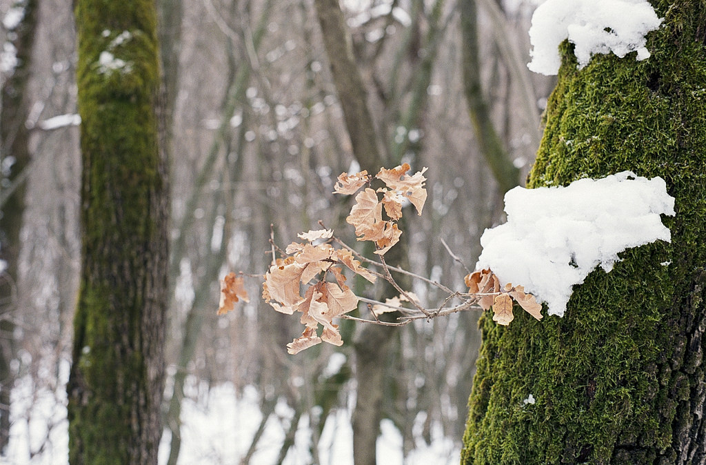 winter in the woods - Minolta Dynax 7 Minolta AF 50mm f1.7 1/60 