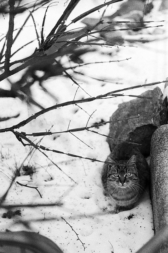 stare contest - Zorki 6 Jupiter-8 50mm f2 Ilford HP5+ developed 