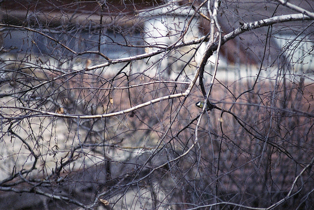 Great tit / Parus major / Széncinege - Minolta Dynax 7 Kodak Por