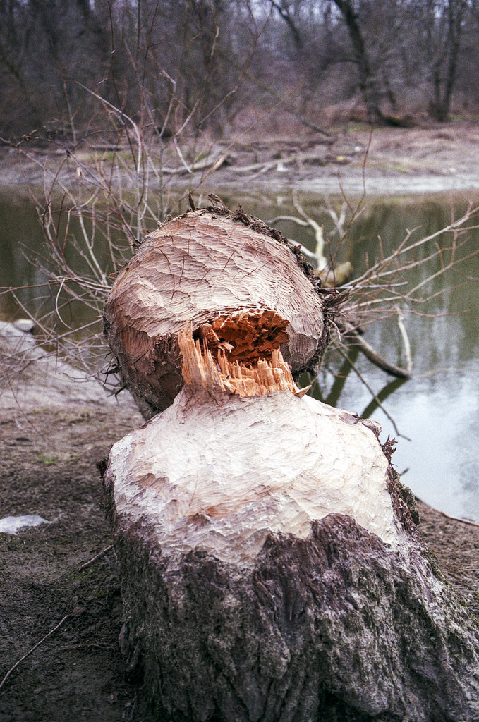 Breakfast of Beavers - Konica Hexar AF Agfa Vista 200