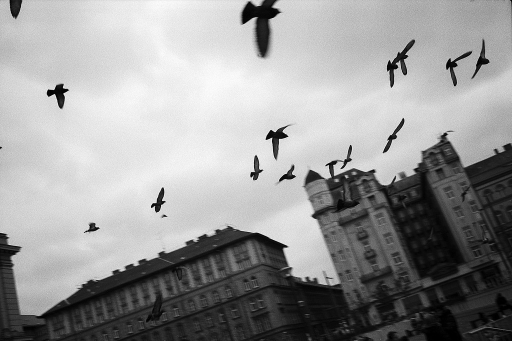 birds - Konica Hexar AF Ilford Delta 100 developed with DD-X (1+