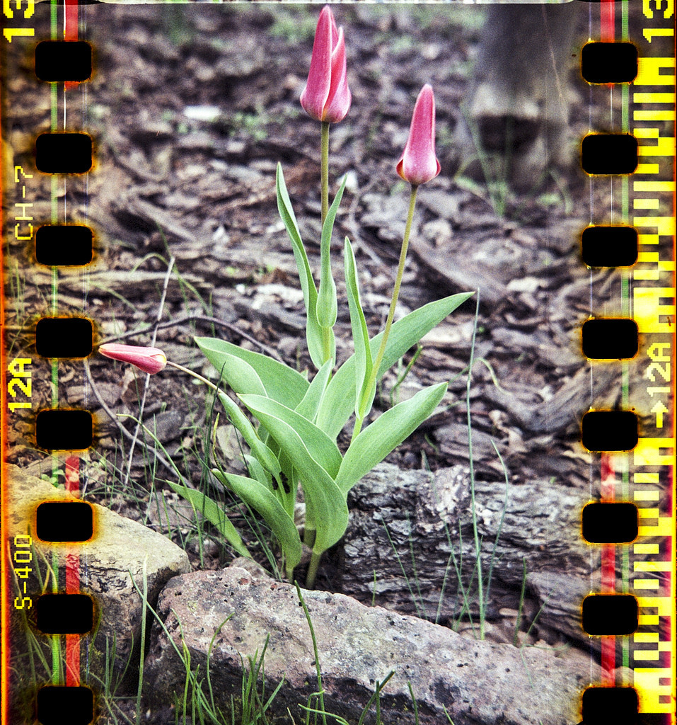 tulip perforation - Beltica 35mm film folder camera from 1951 mo