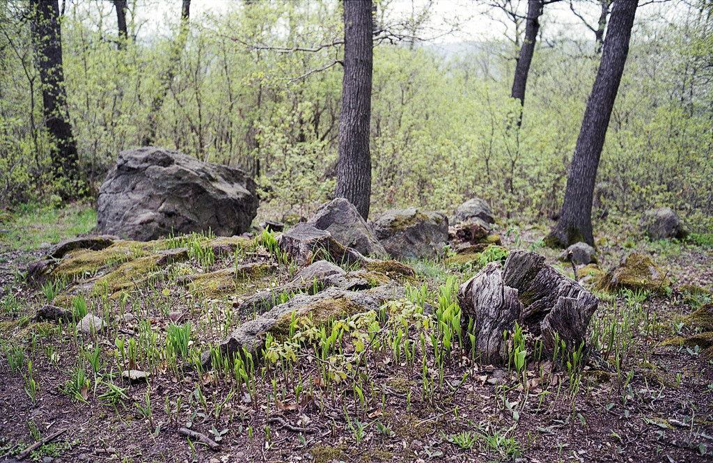 forest chill - Konica Hexar AF Agfa Vista 200