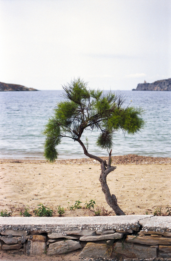 beach tree - Minolta Dynax 7 Minolta 70-210 f4 beercan Fuji c200