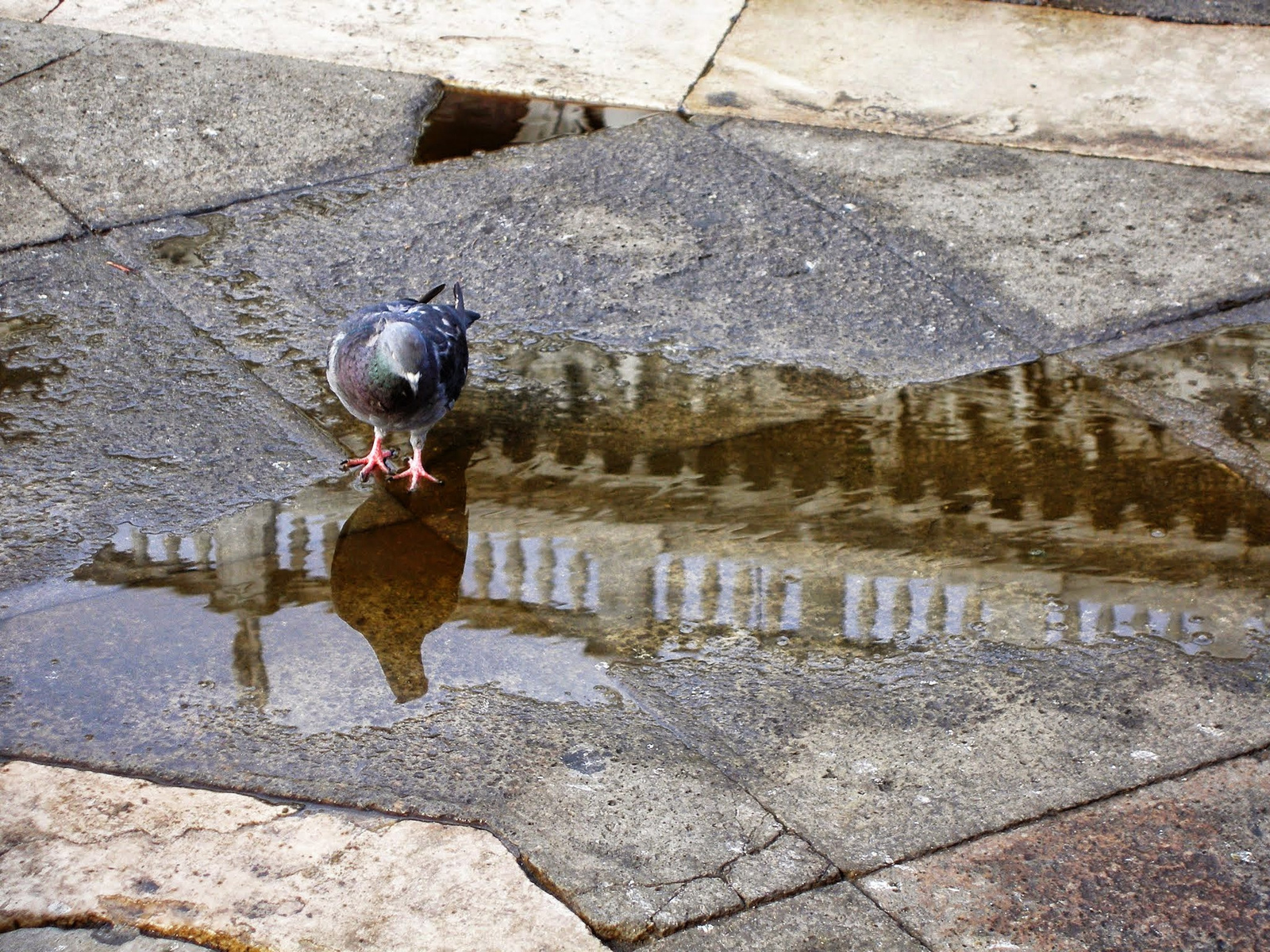 Velence, reflexiók