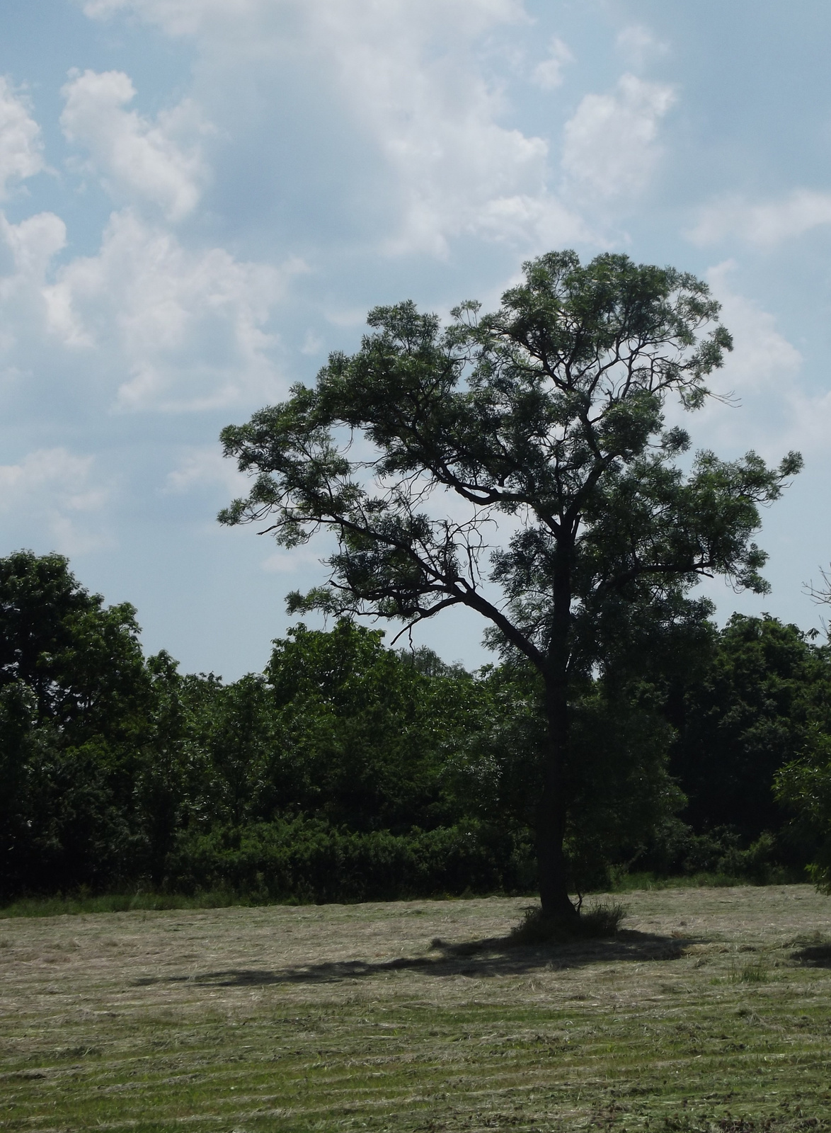 Magányos fa