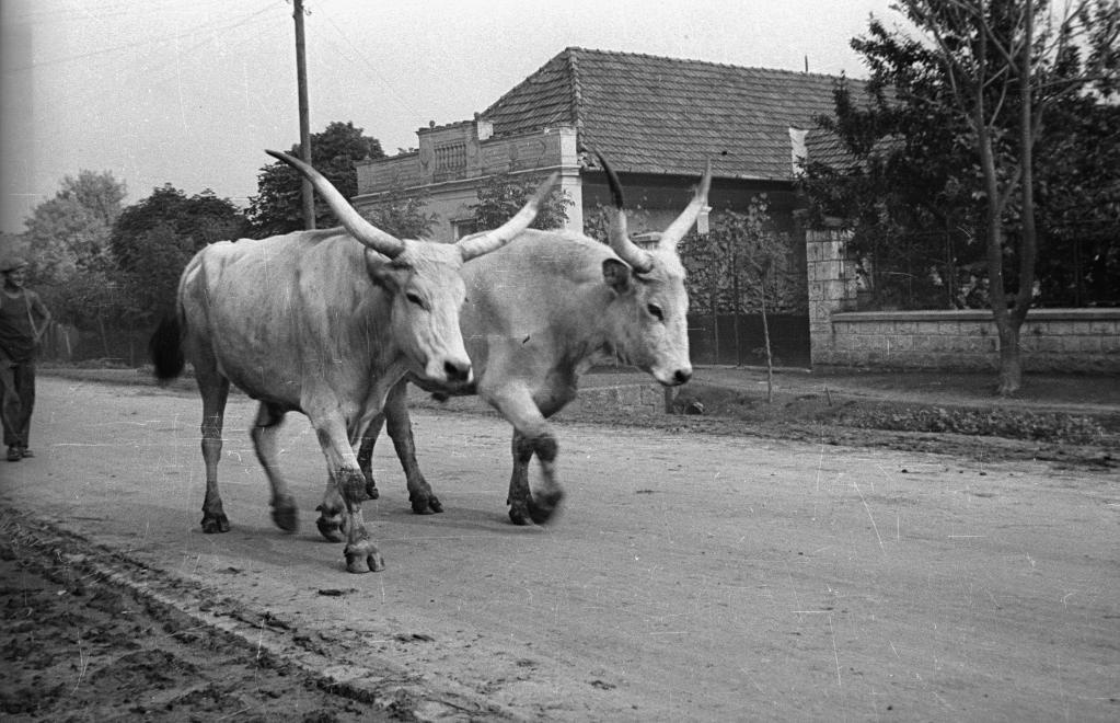 A jószág volt az aranya a népnek.... (48)