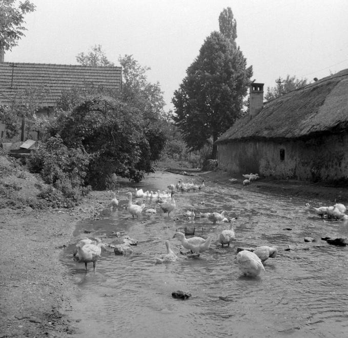 A jószág volt az aranya a népnek.... (73)