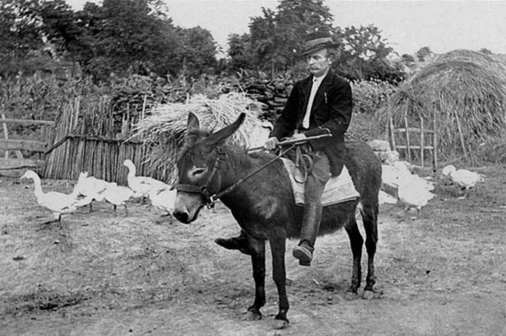 A szamár hátalása, Váncsod (Bihar vm.) 1951.