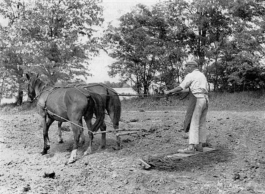 Boronálás tüskeboronával, Szakcs (Tolna vm.) 1962.