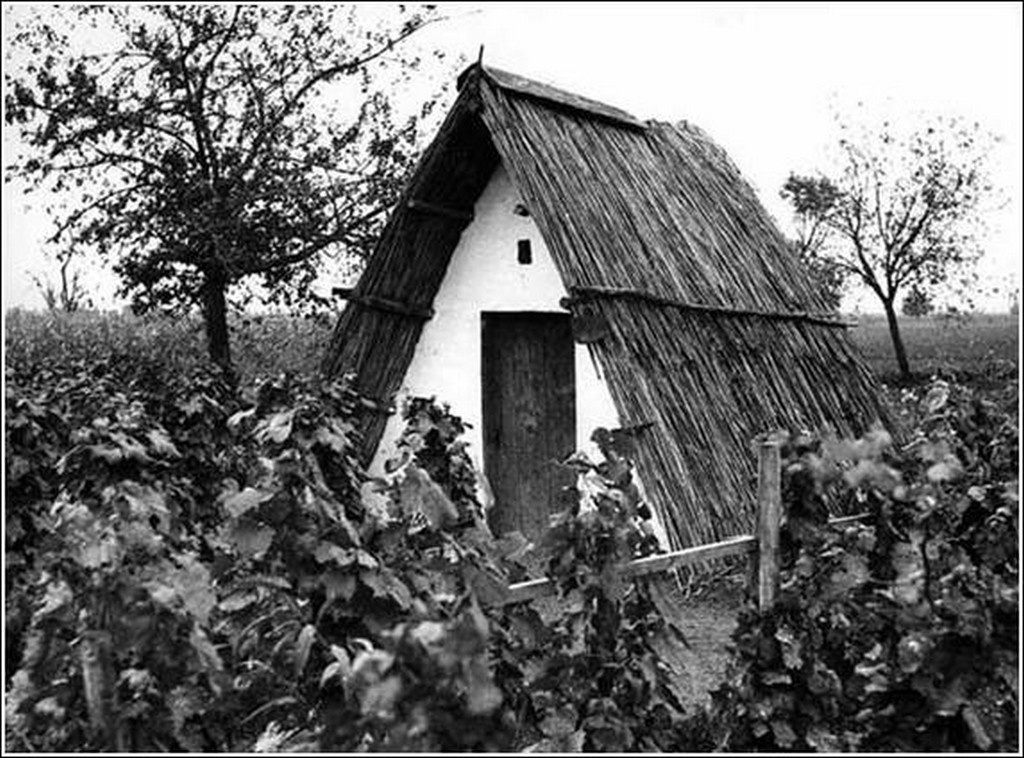 Csőszkunyhó egy laskói szőlőskertben 1941-ben.