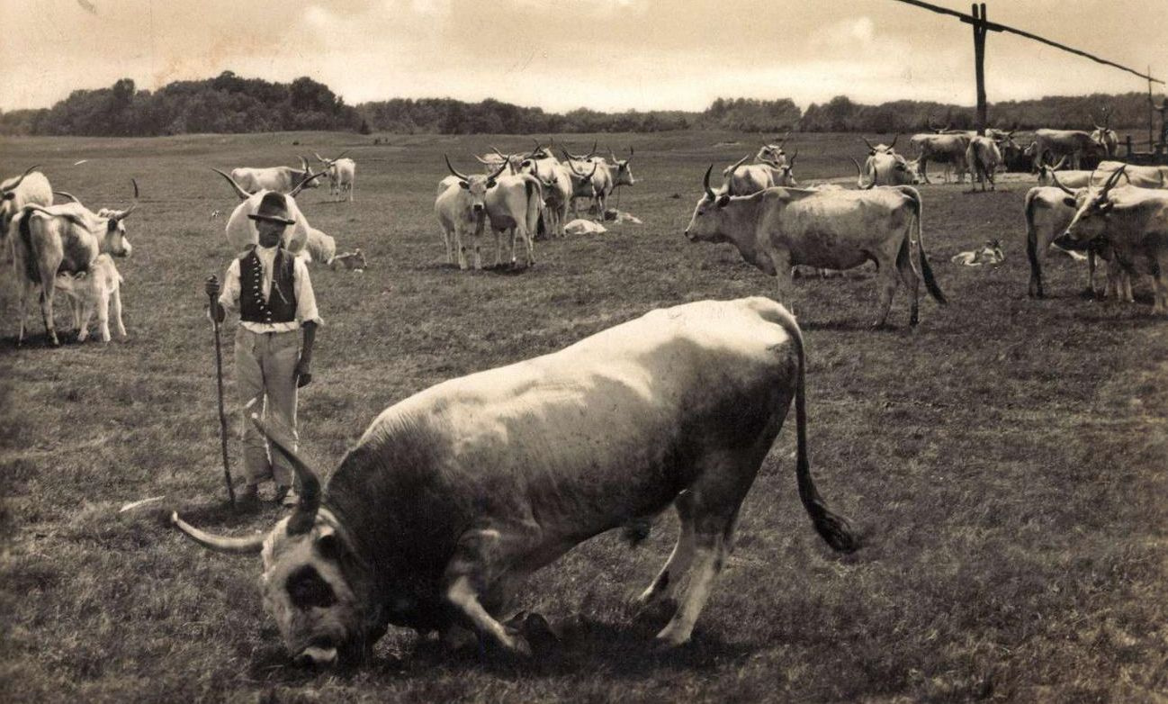 Dühöngő bika a Kecskemét-bugaci pusztán, 1934.