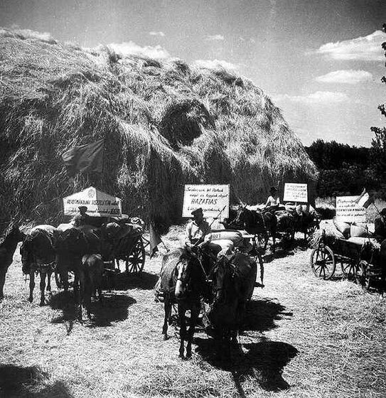 Gabonabegyűjtés a gyömrői Petőfi Termelőszövetkezetben, 1949.