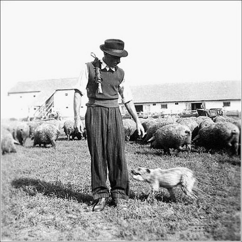 Kondás a gondjaira bízott állatokkal. 1960-as évek.