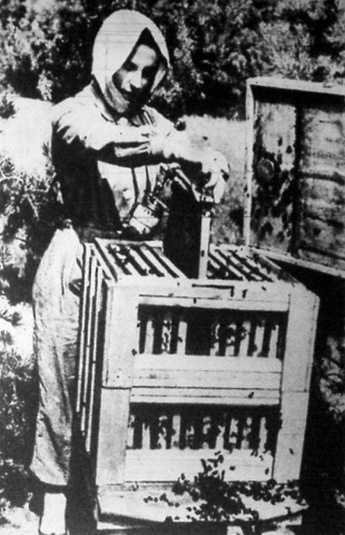 Méhész. 1936