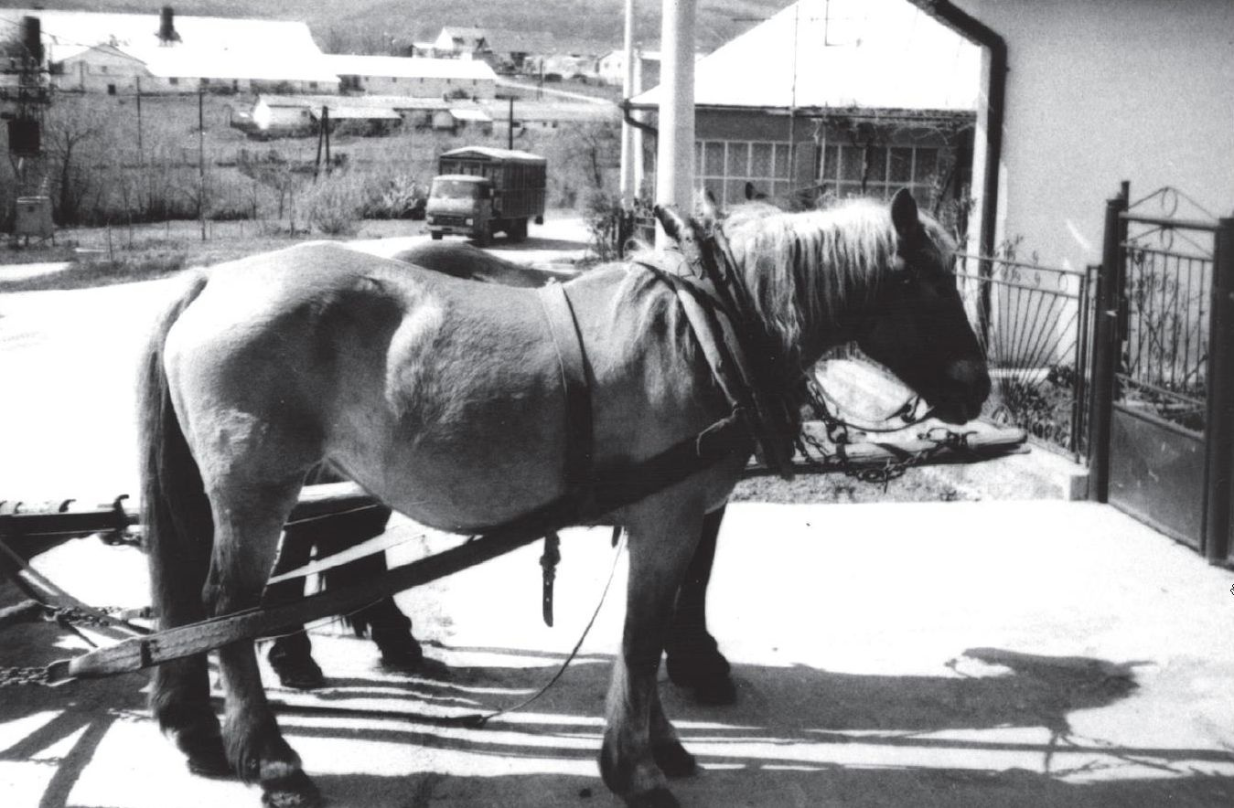 Nyakhám szíjistránggal. 1994.