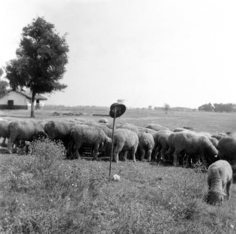 Pásztorkalap botra tűzve őrzi a juhokat. 1977.