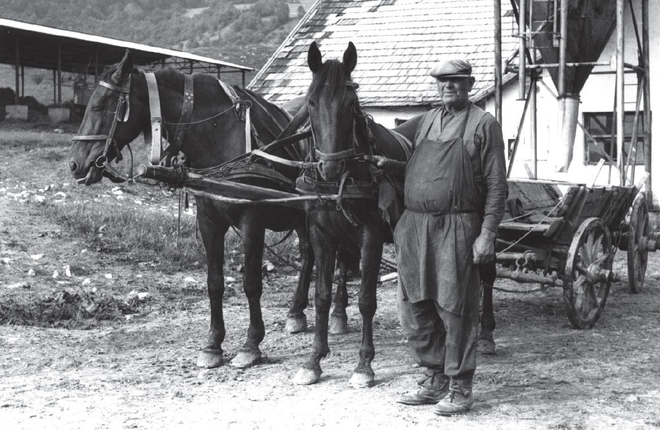 Szügyhámba fogott lovak. 1978.