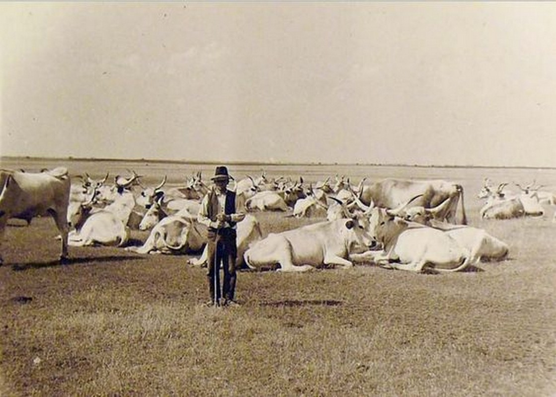 Szürkemarha csorda a gulyással 1940 körül