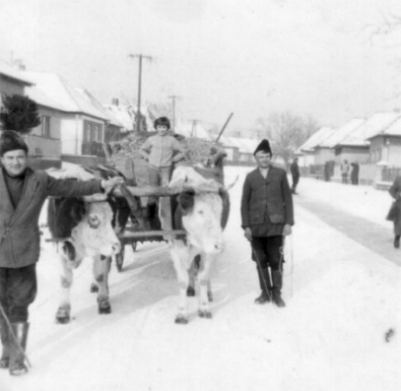 Tehenes szekér az 1970-es évek elején.