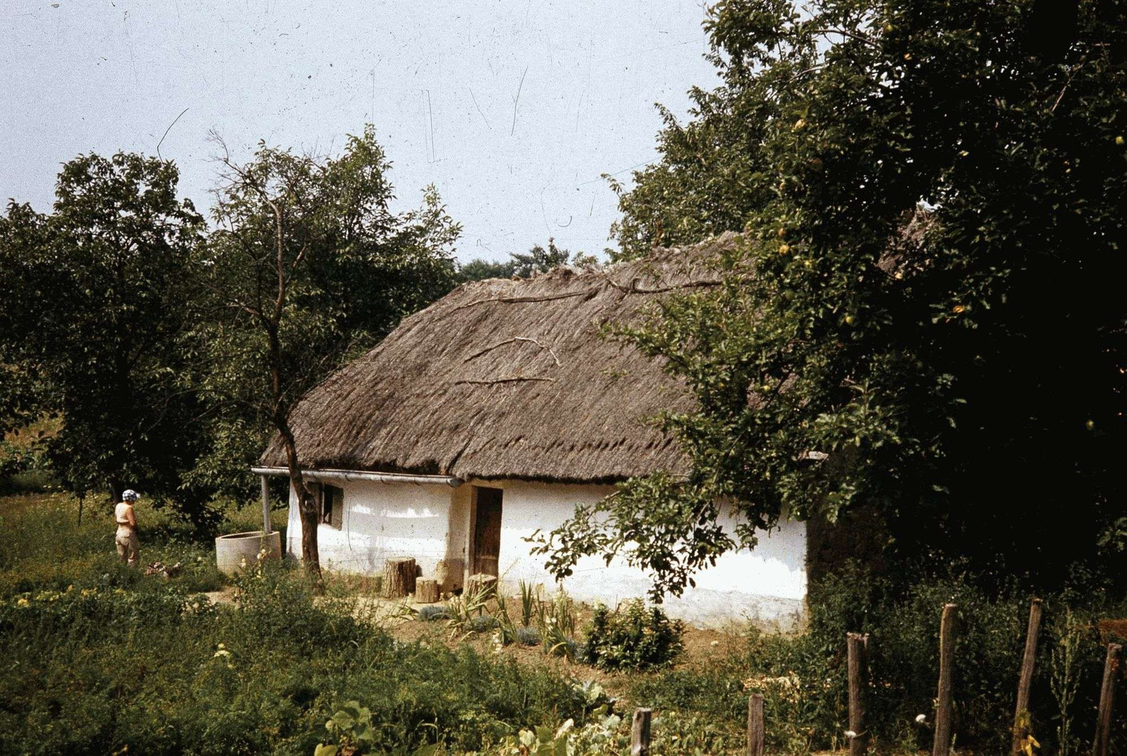 Esővíz felfogása a szőlőben.