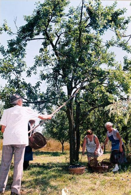 Vajon egyeznek az elképzelések a szilva további sorsát illetően 