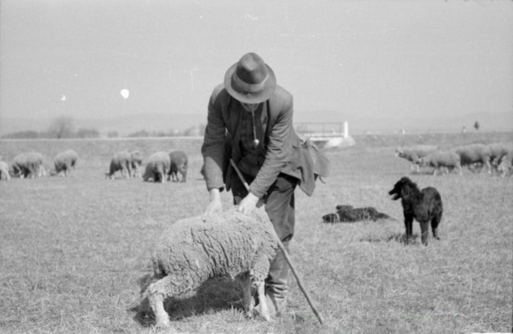 A birka megvizsgálása. 1952. 1024x666