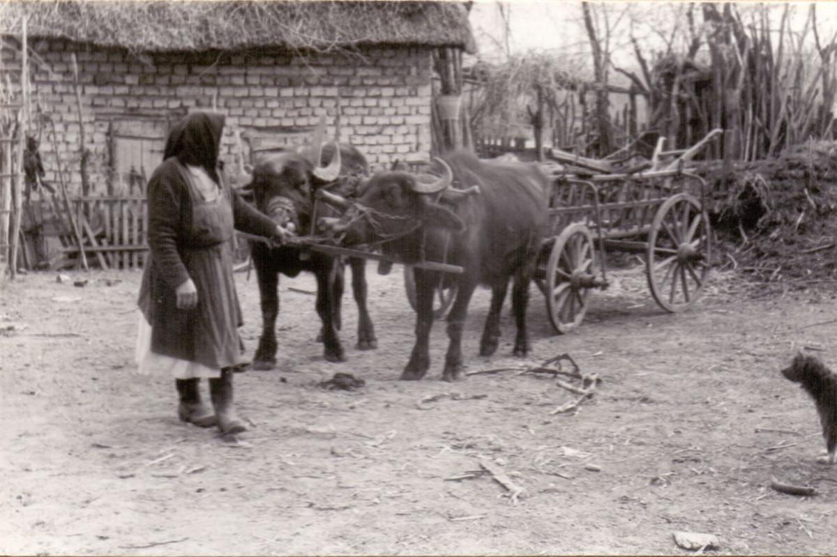 A szekérbe fogott bivaly elindítása. 1965. 1200x799