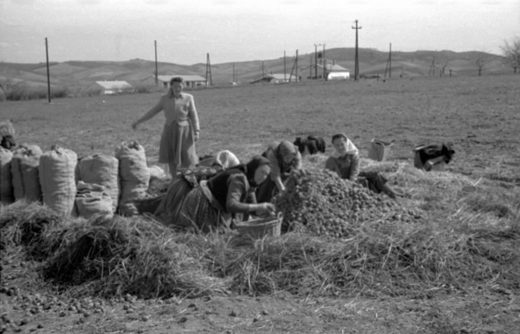 Burgonyaválogatás. 1953. 1024x657