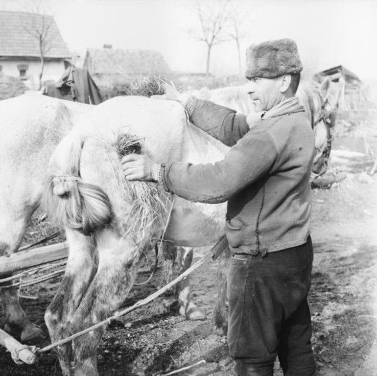 Lócsutakolás szalmával. 1965. 770x768