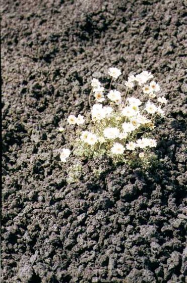 274-Etna - élet a lávamezőn