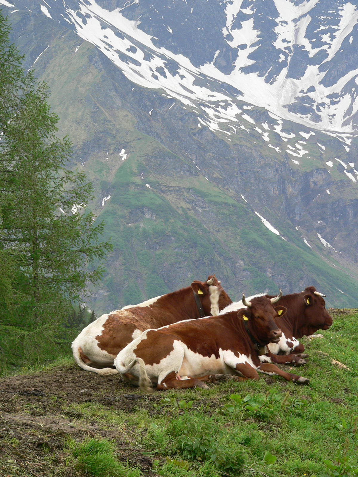 034 - Pihenő alpesi tehenek