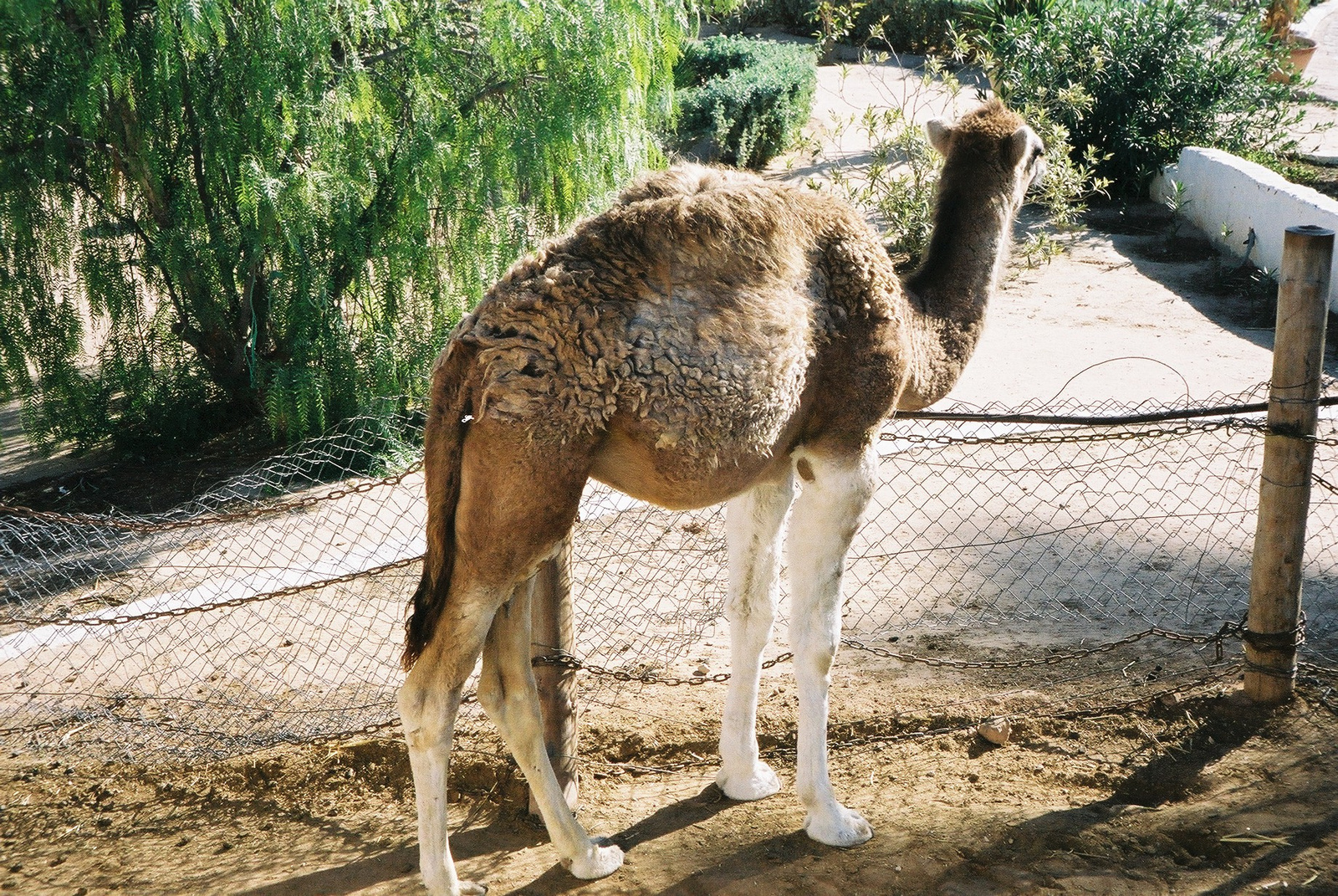 143-DJERBA-Kis teve