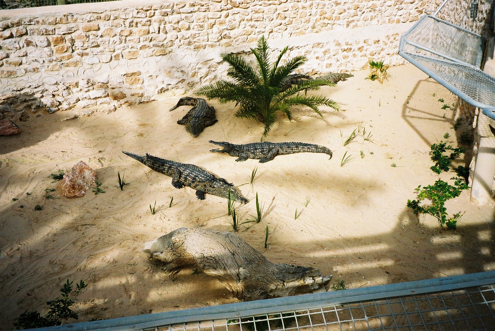 159-DJERBA-Krokodil farm