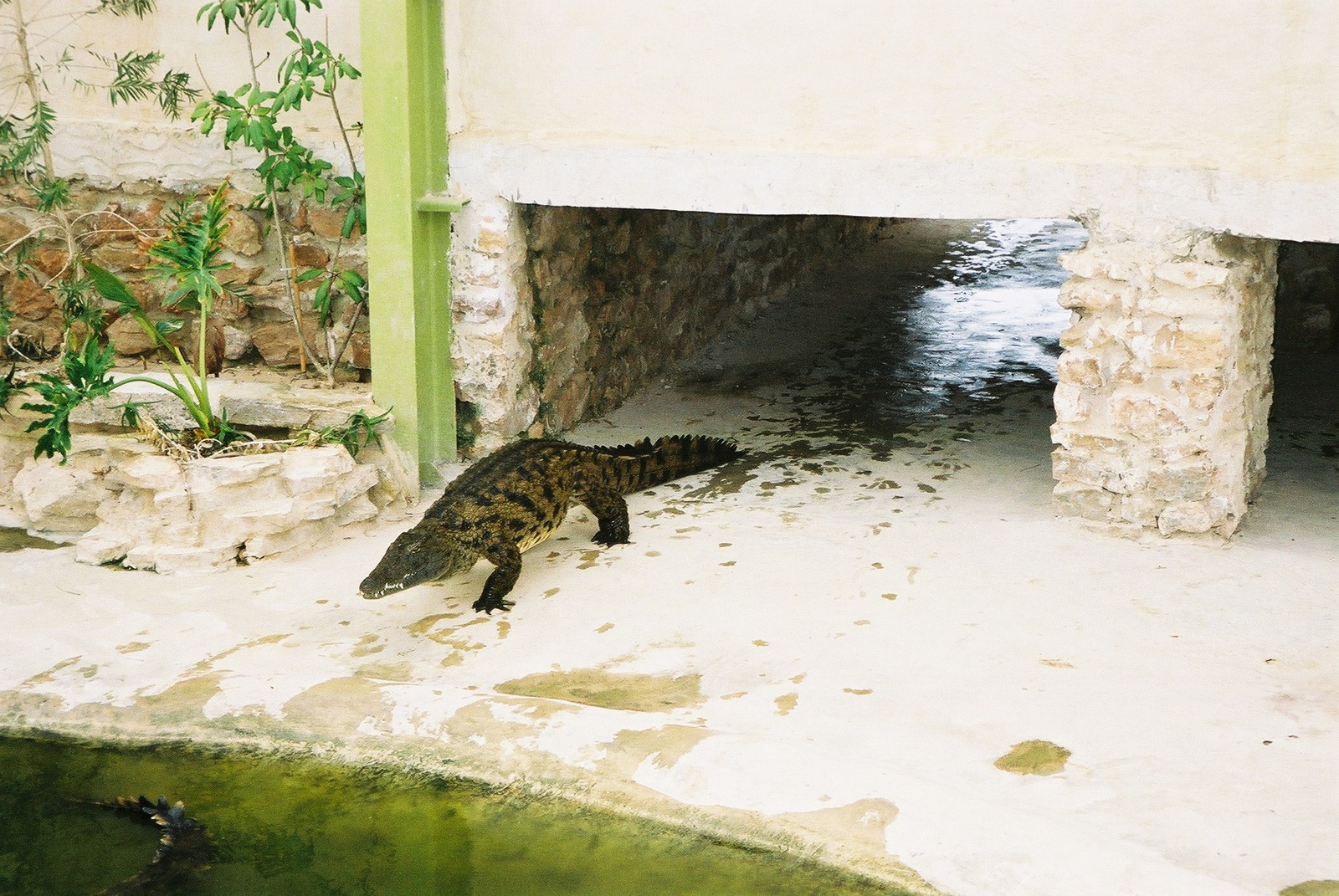 165-DJERBA-Krokodil farm