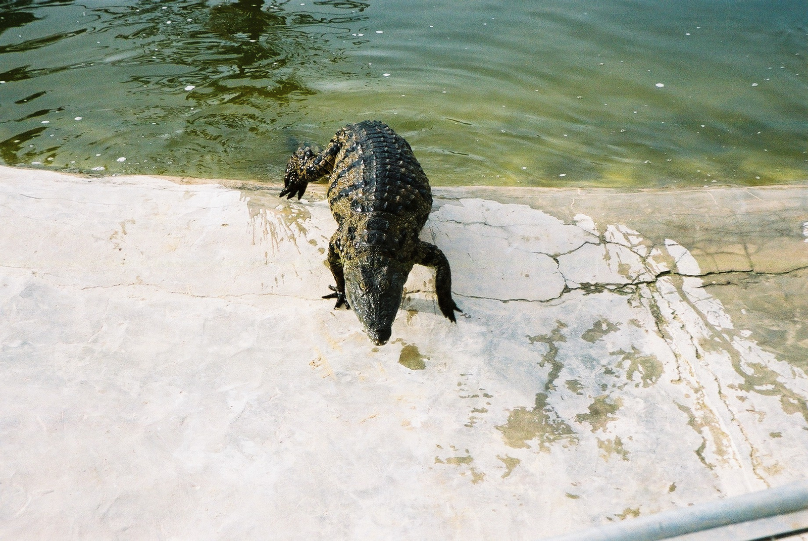 164-DJERBA-Krokodil farm