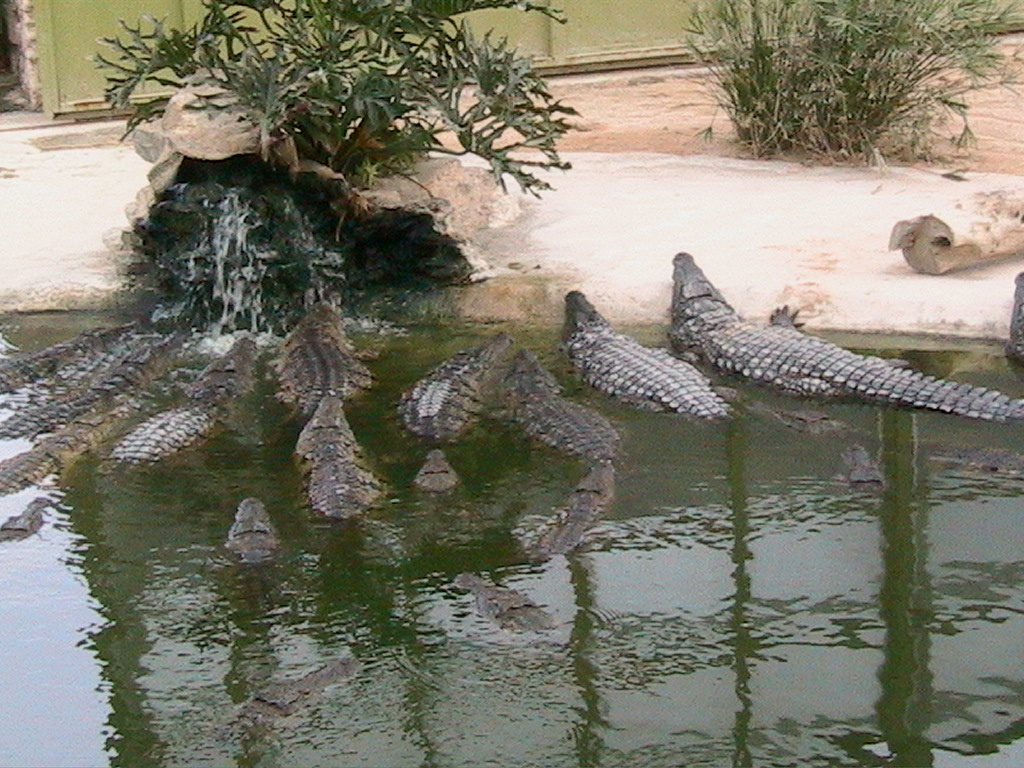 166-DJERBA-Krokodil farm