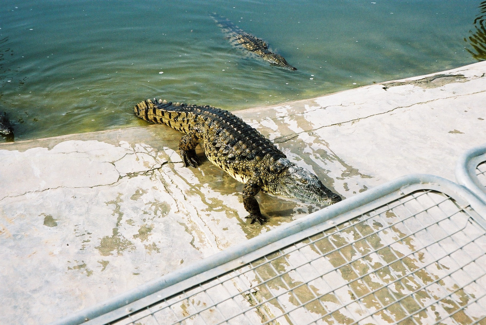 163-DJERBA-Krokodil farm