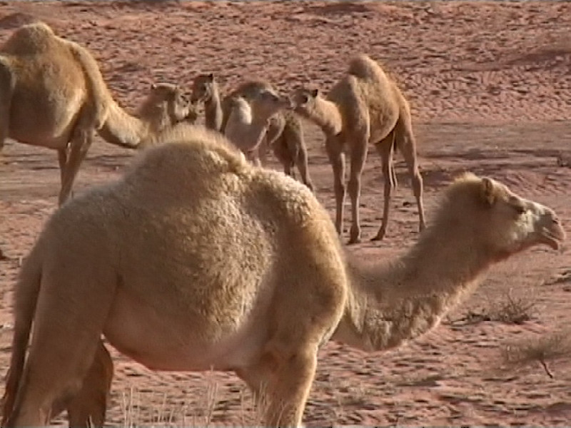 0167 - Wadi Rum -Tevék